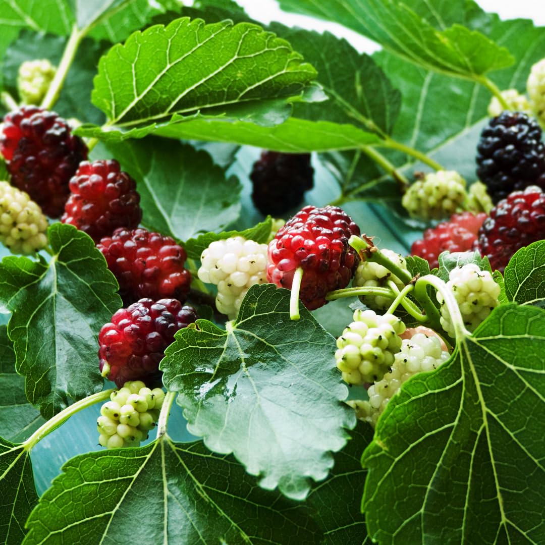 Mulberry Tree Live Plant, Sweet Mulberry Plant, 2-3 Feet Tall for Outdoor Garden