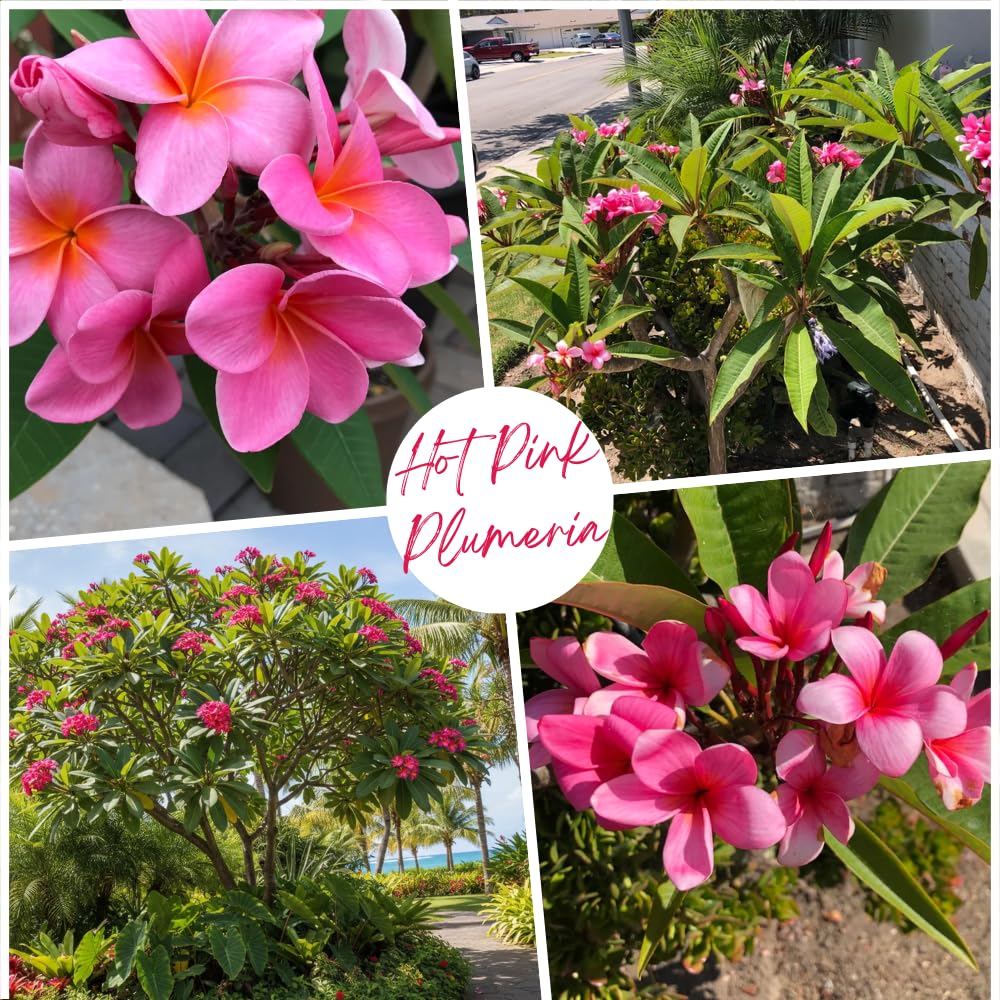 Set of 2 Plumeria Cuttings, Frangipani Plant, 12 Inch Live Cutting, Tropical Fragrant Blooms, Plumeria Frangipani Cuttings for Outdoor Growing (Deep Pink)