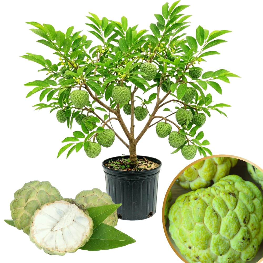 Sugar Apple Tree Live Plant, Green Sugar Apple Fruit Trees Live Plants, 1 Gallon Pot, 1-2 Feet Tall, Sweet Fruits, Ready for Outdoor Garden, No Ship to CA