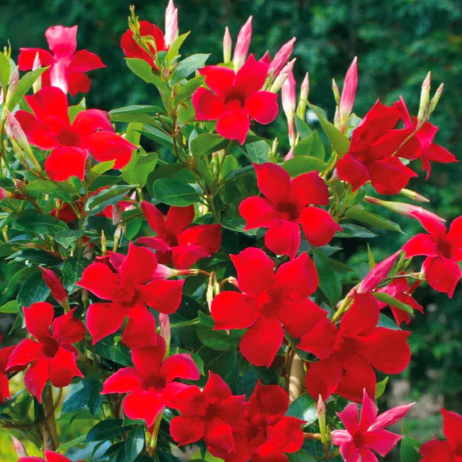 2 Mandevilla Plants Live, 4 to 6 Inc Tall, Red Mandevilla Vine Plant