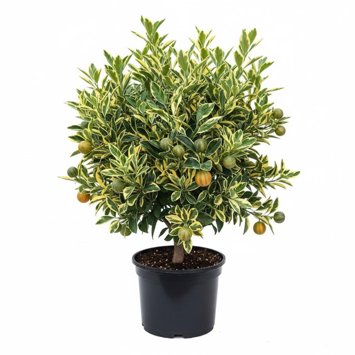 Variegated Kumquat Tree Live Plant in 5 Gallon Pot, Decorative Citrus Tree, Fruit-Bearing Kumquat for Patio or Outdoor Planting