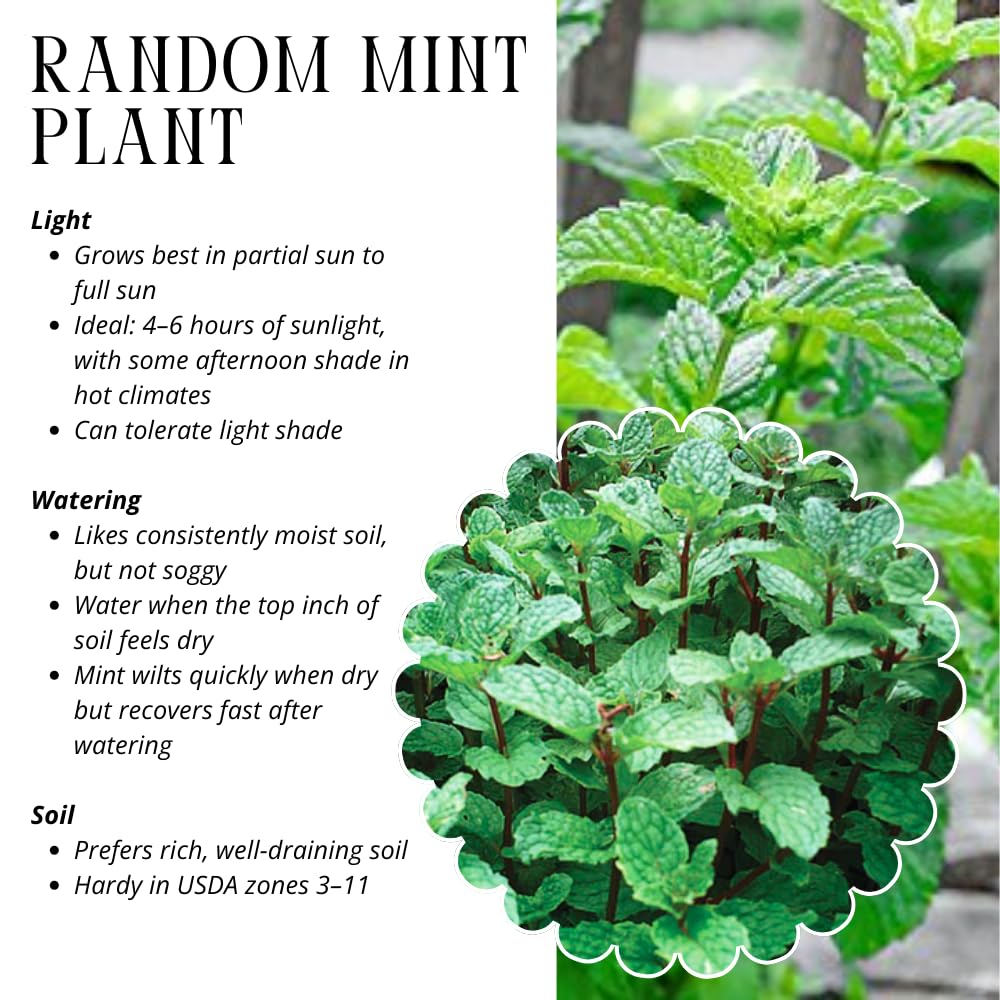 Mixed Mint Plants Live, 4 Pack Assorted Mint Varieties, 4-6" Tall, Culinary Herb Plants for Indoor or Outdoor Growing