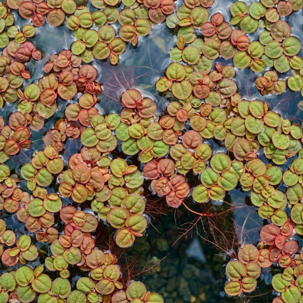 Set of 30+ Red Root Floater Live Plants, Floating Aquarium Plant