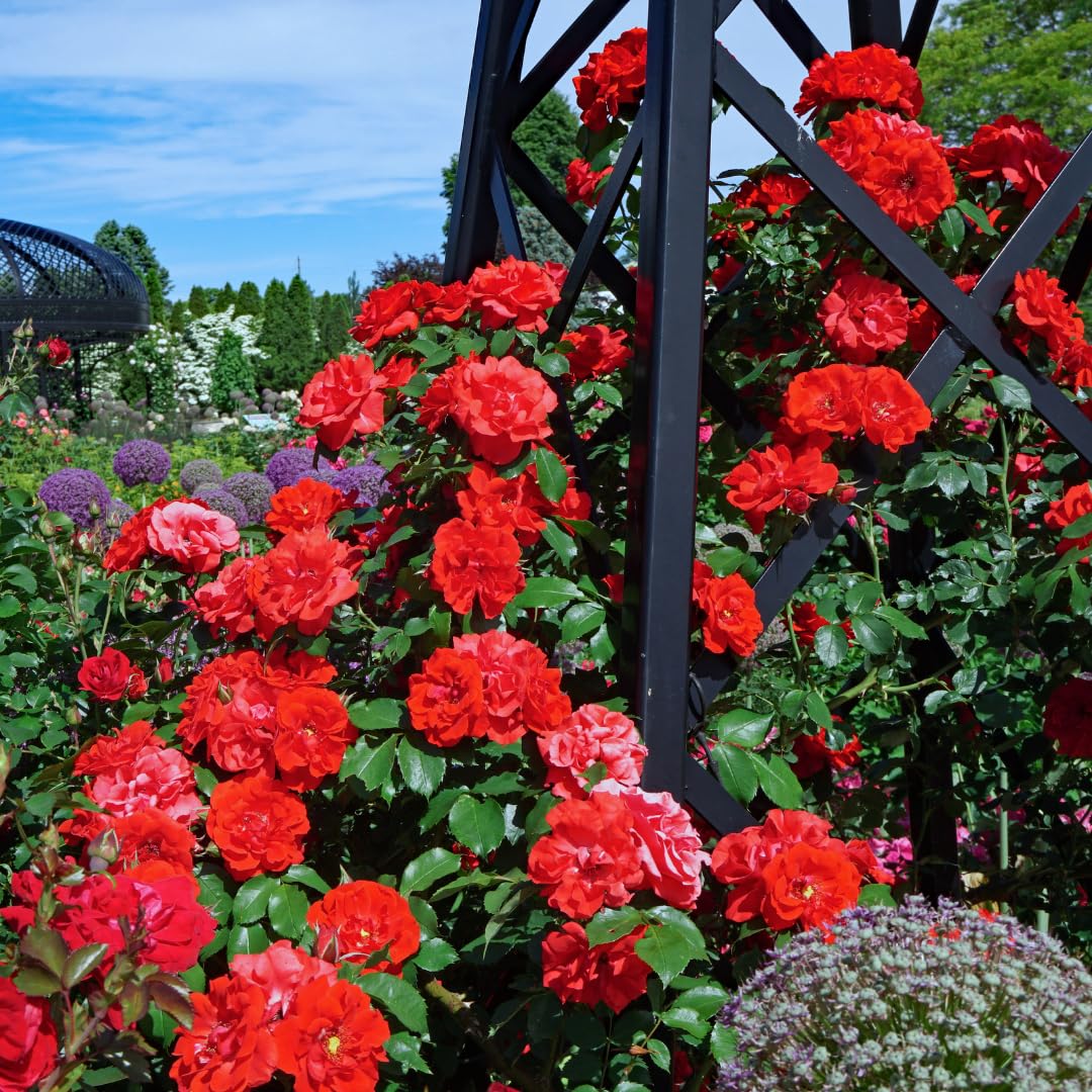 4 Red Don Juan Rose Plants Live, Climbing Roses Can Train As Rose Bushes, Fragrant Flowering Roses for Garden, 4-8" Tall Well-Rooted, Spring Planting