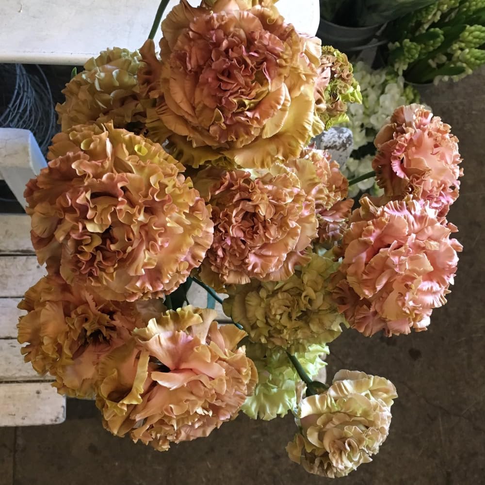 Brown Pink to Burgundy Eustoma Lisianthus Plants Live Plug Size, Well-Rooted 3-5" in Tall, Texas Bluebell, Thornless Love Rose Plant, Summer Fall Bloom