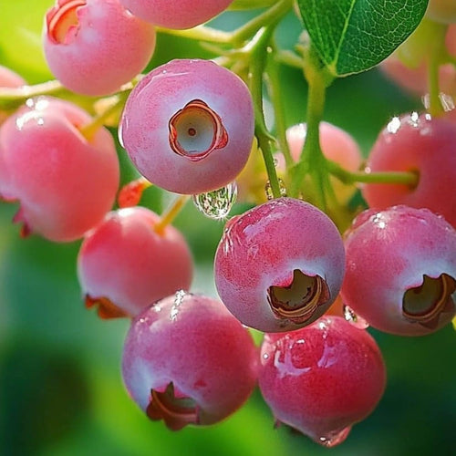 1 Blueberry Bush Live Plant, Blueberry Plant Live for Planting Outdoor, 5-9 Inch Blueberry Fruit Trees, No Pot (Pink Lemonade Blueberry)