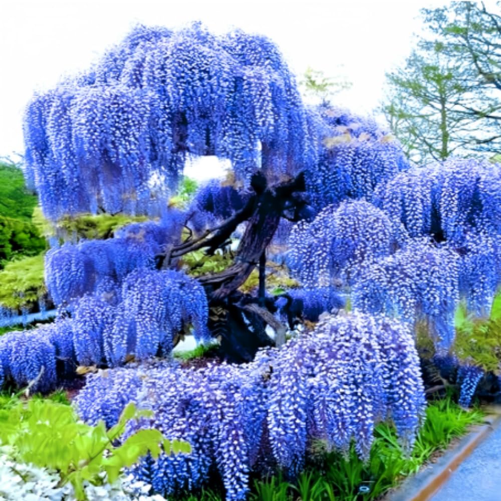 Blue Wisteria Vine Live Plant, 6-12" Tall in 2.5 Inch Pot, Hardy Climbing Flowering Plant for Garden or Patio,Wisteria Tree