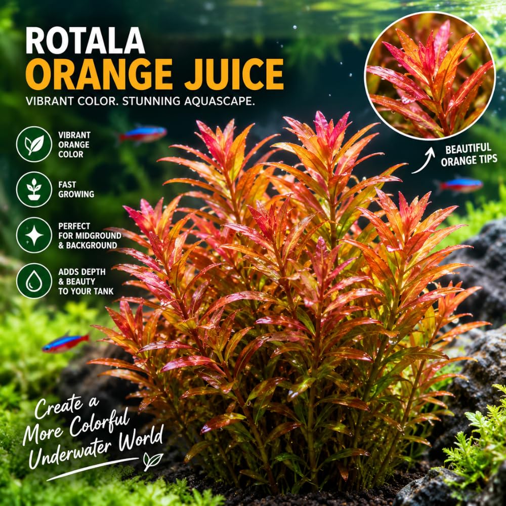 Orange Rotala Aquarium Plant, 1 Bundle Live Stem Plant