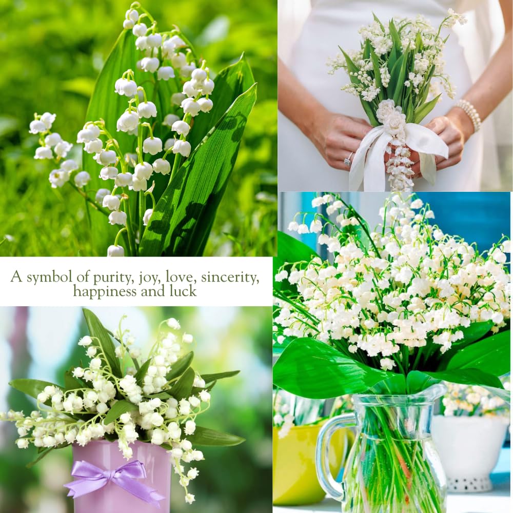 10 Fragrant Lily of The Valley Bulbs Roots for Planting, Perennial Sweet Fragrant White Flower, Zones 2 to 9, Cold Hardy