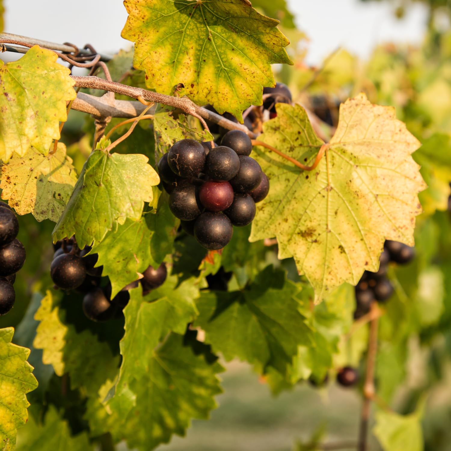 Muscadine Grape Vines Live Plant, Sweet Grape Vines Fruit, Cold Hardy, 20-24'' Tall in Gallon Pot, Seedless Grapes Live Plant for Garden, No Ship to CA