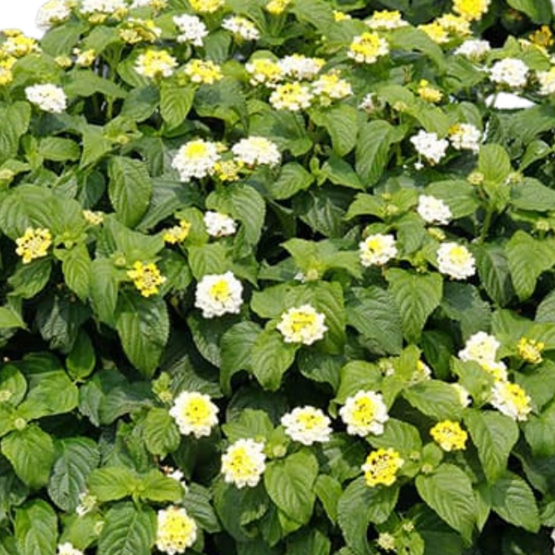 2 Trailing Lantana Plants Live, Lantana Live Plants for Planting Outdoors Between 5 and 7 Inc Long Garden (White)