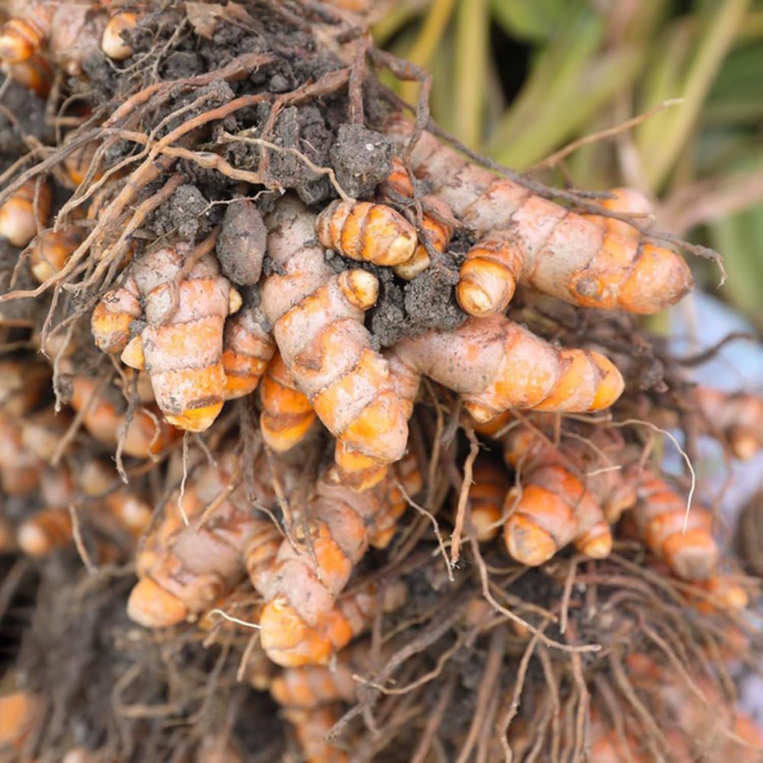 2 Yellow Turmeric Live Plants, 4-8" Tall Turmeric Plants Live for Planting Garden, Containers, Well Rooted Starter Plants