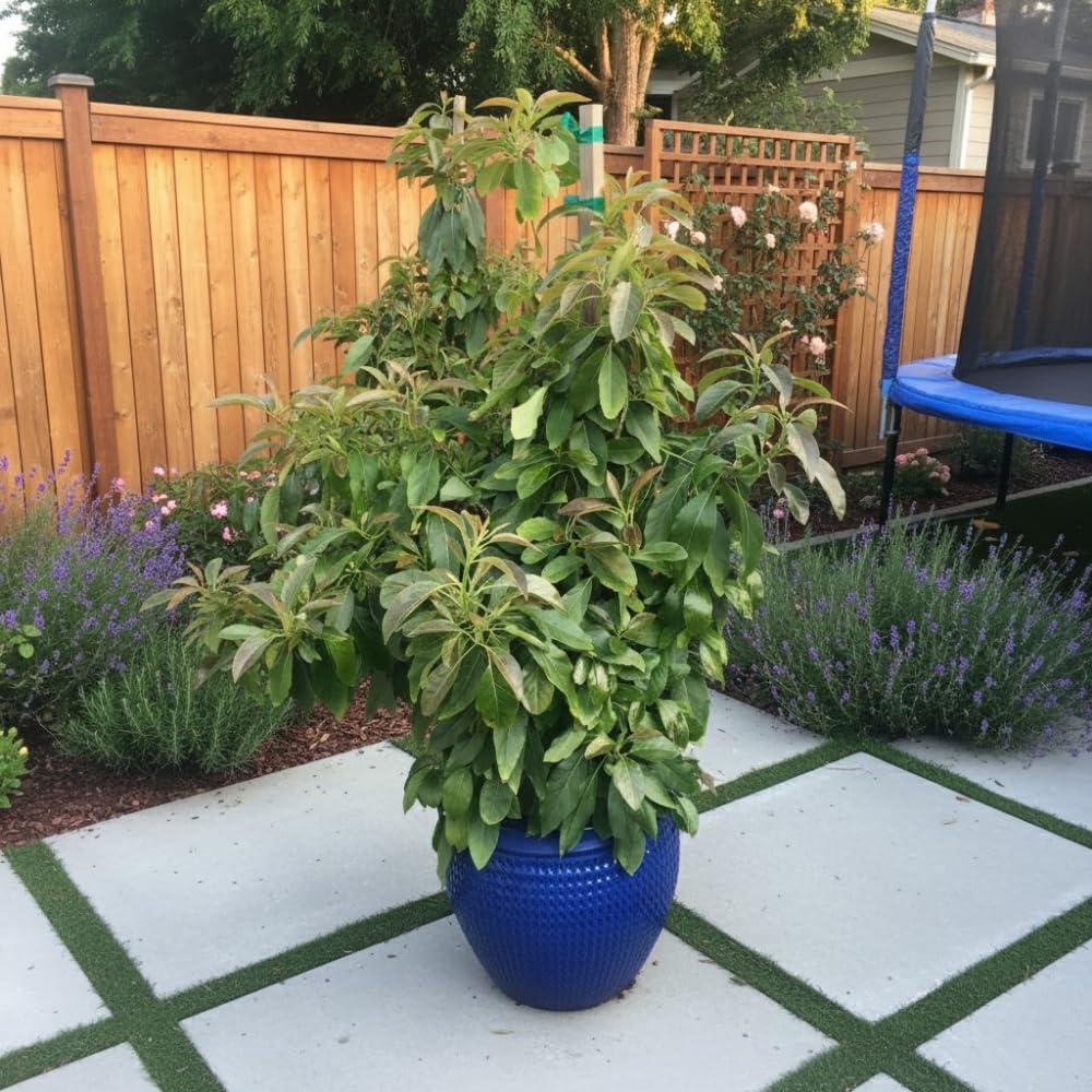 Avocado Tree Live Plant, Little Avocado Plants Live in 3 Gallon Pot, Cold Hardy, Dwarf Fruit Tree for Outdoor Planting