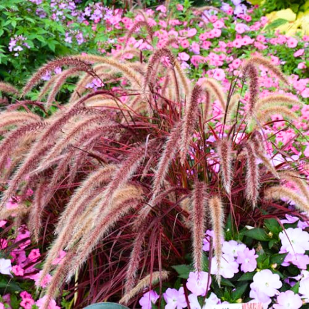 4 Red Fountain Grass Plants, 4-8" Tall Ornamental Grasses Live Plants, Well Rooted Red Purple Grasses Perennial for Planting, No Pot