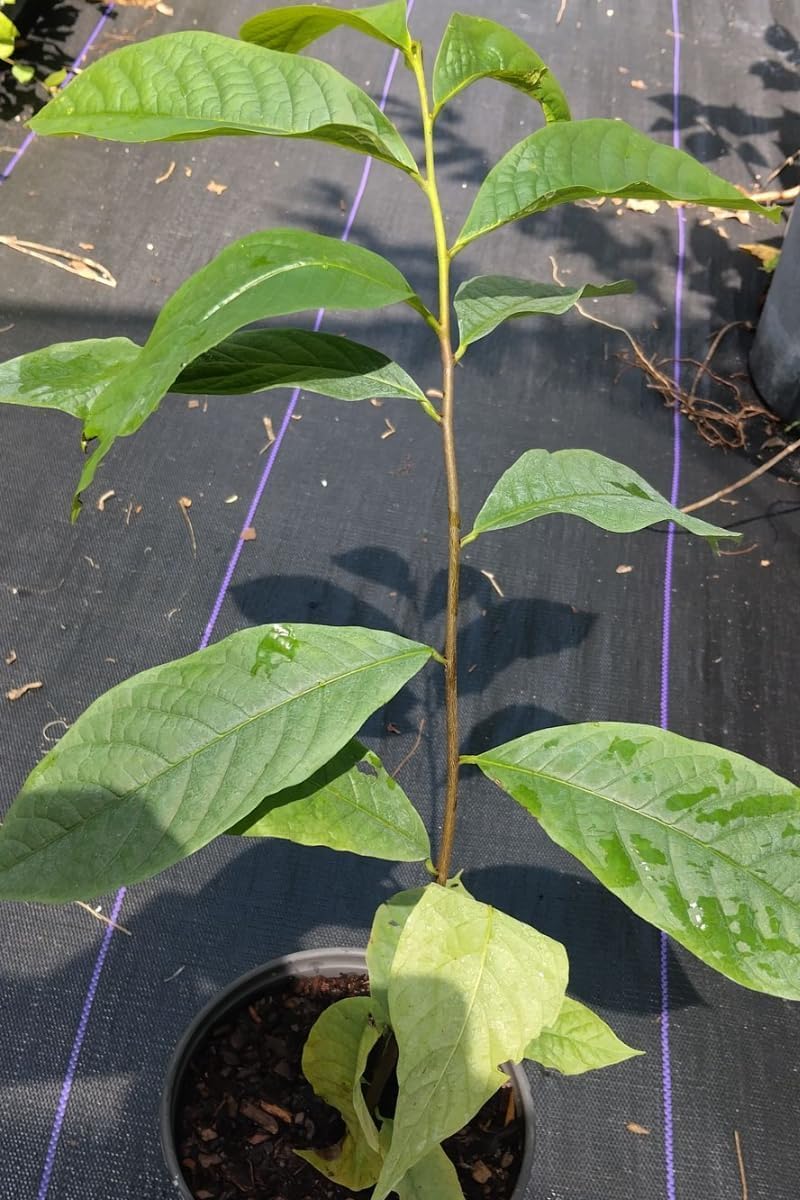 Pawpaw Fruit Tree Live, Tropical Paw Paw Tree Well Rooted in Quart Pot, 1 Year Old Edible Pawpaw, Dormant in Winter