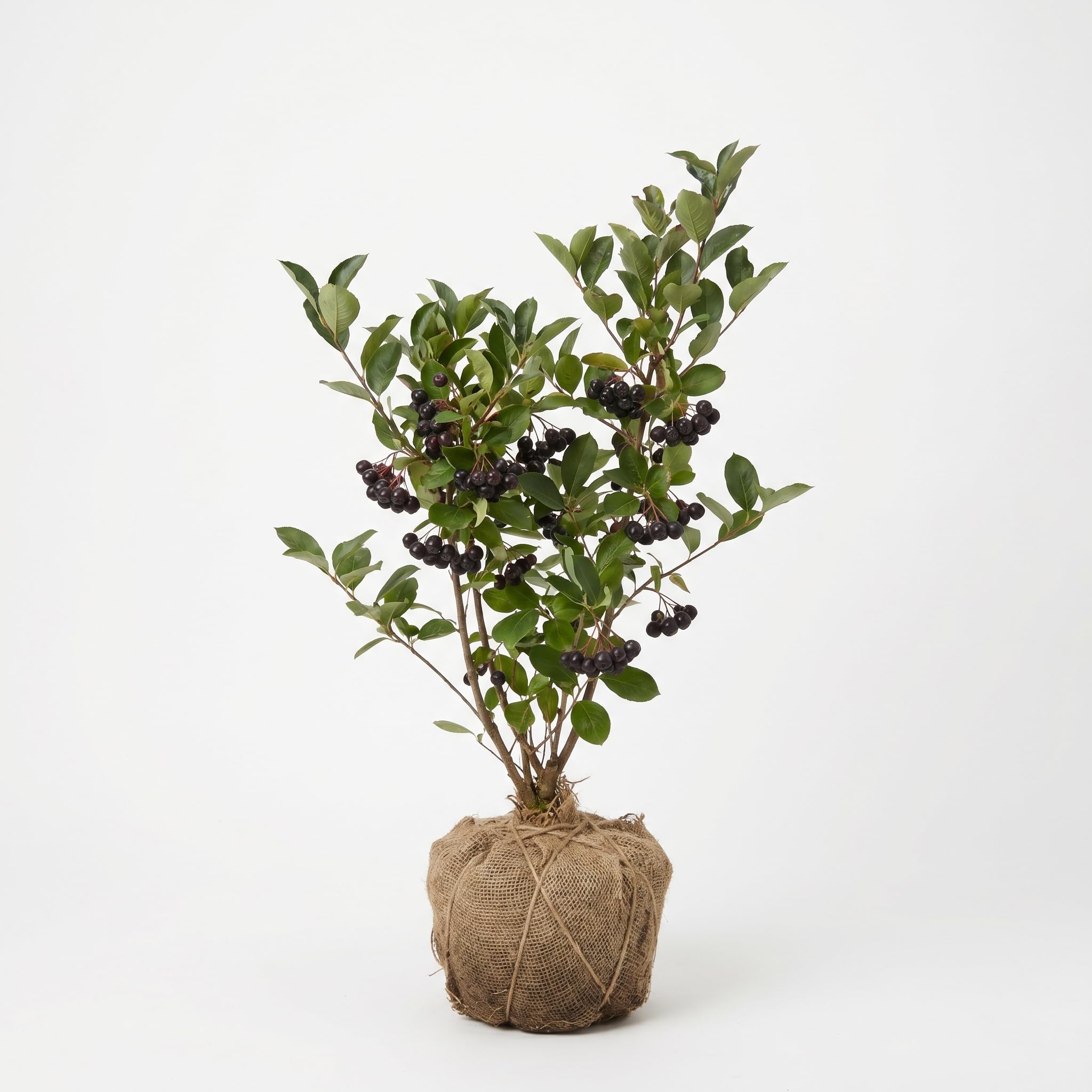 Chokeberry Tree Live Plant 1.5-2 Ft, Black Aronia Berry Plant, Edible Berry Trees for Planting, Winter Dorrmant