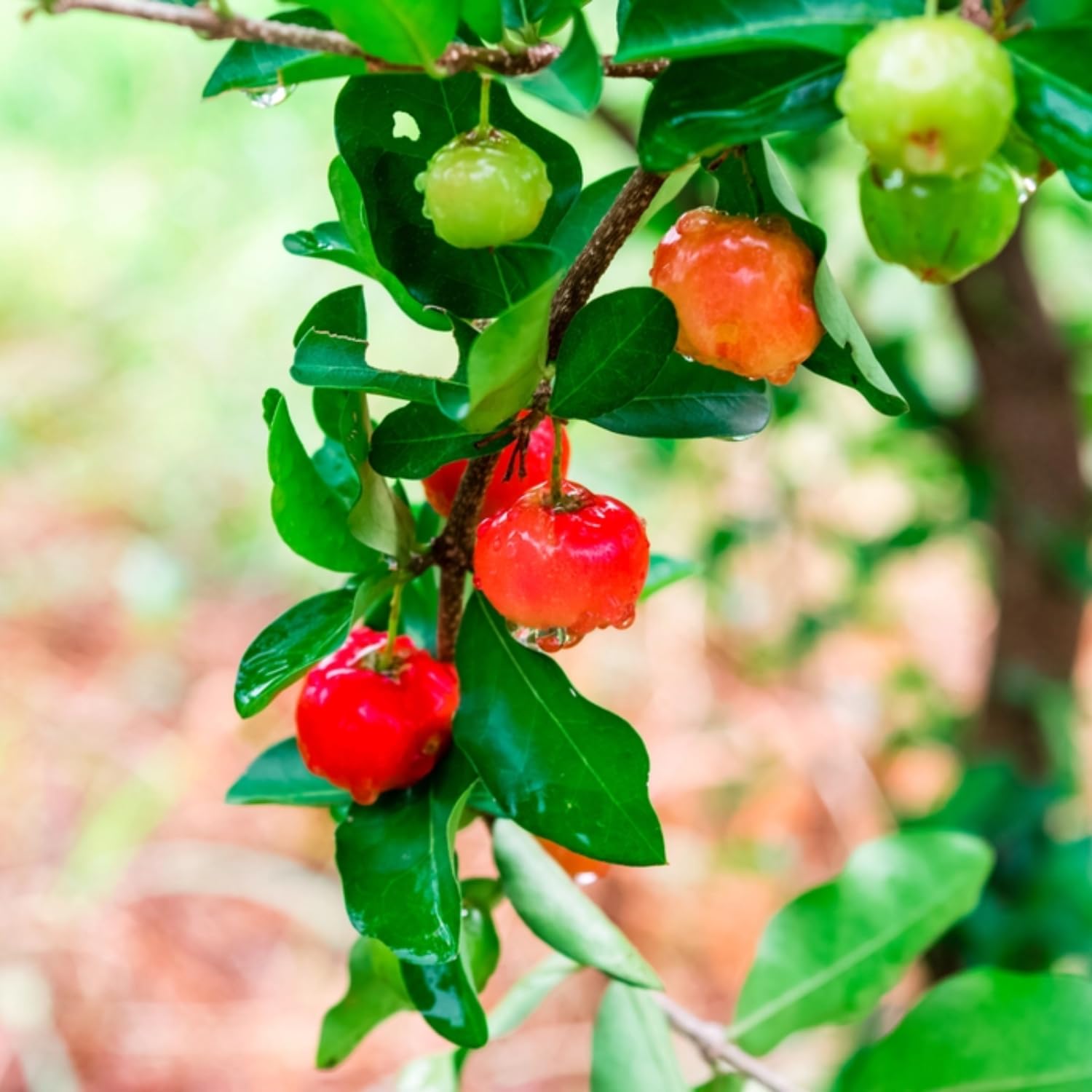 Barbados Cherry Plant, 4-8 Inch Tall, Acerola Cherry Seedling, Ready to Grow, No Pot