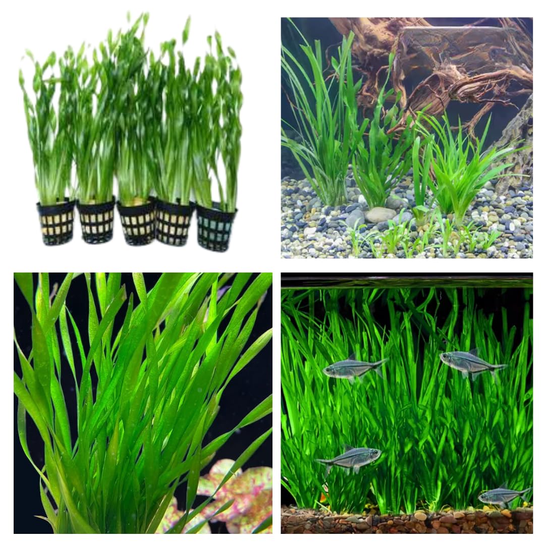 12 Stems of Jungle Vals Plants, Jungle Vallisneria Aquarium Plants Live, Aquatic Plants Live, Live Aquarium Plants, 12 Plants