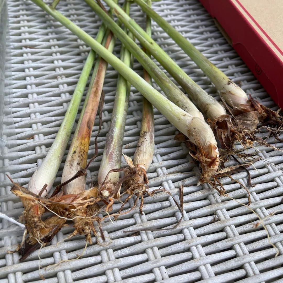3 Lemongrass Live Plants, Lemon Grass Plant Well-Rooted Stalks 5-9” Tall, Spring Planting Outdoor, Hardy Culinary Herb, Fragrant Herb