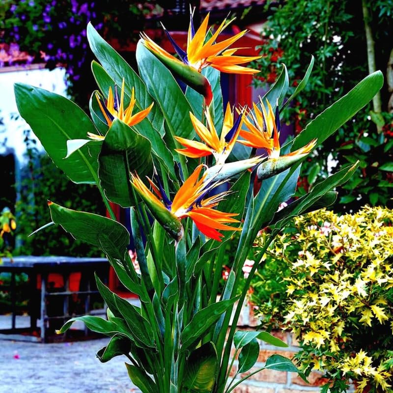 4 Orange Bird of Paradise Plants Live, Strelitzia Reginae, 4-7 Inch Tall, Tropical Flowering Plants for Indoor or Outdoor Growing