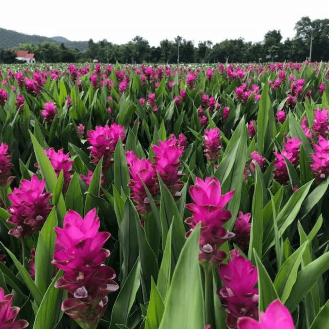 Ginger Curcuma Live Plant for Outdoor Planting, Very Hardy, Herbs Plants Perennial for Zones 8 to 11, Size 5-9" in Tall, No Pot, Turmeric Color