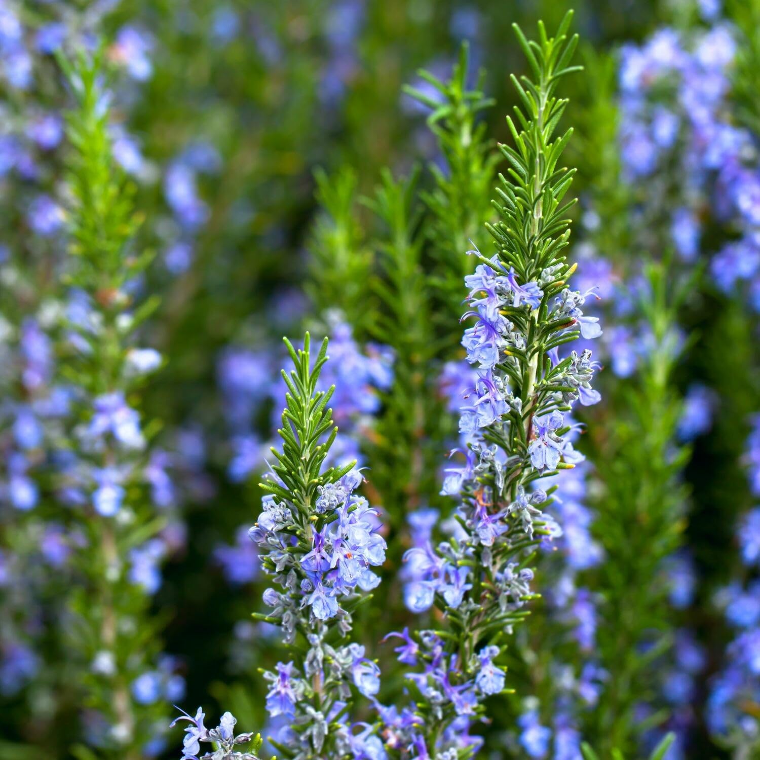 3 Rosemary Plants Live, 3 to 5 Inches Tall, Live Rosemary Herb Plants for Gardening Indoor Outdoor