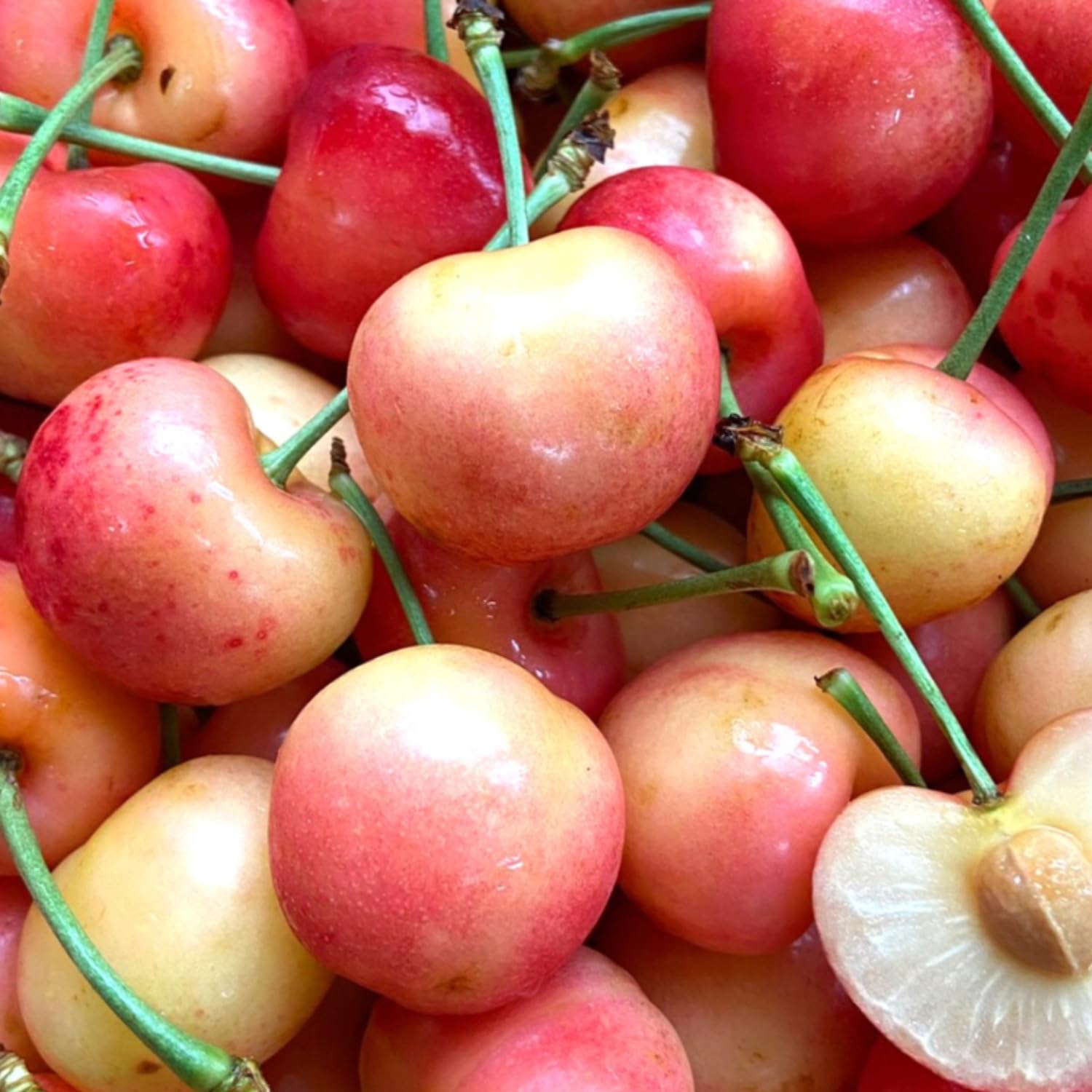 Cherry Tree Live Plant, Cherry Fruit Plant 3-4 Feet Tall in 3 Gallon, Sweet Fruit Tree, Cold Hardy for Outdoor Growing (Rainier Cherry)
