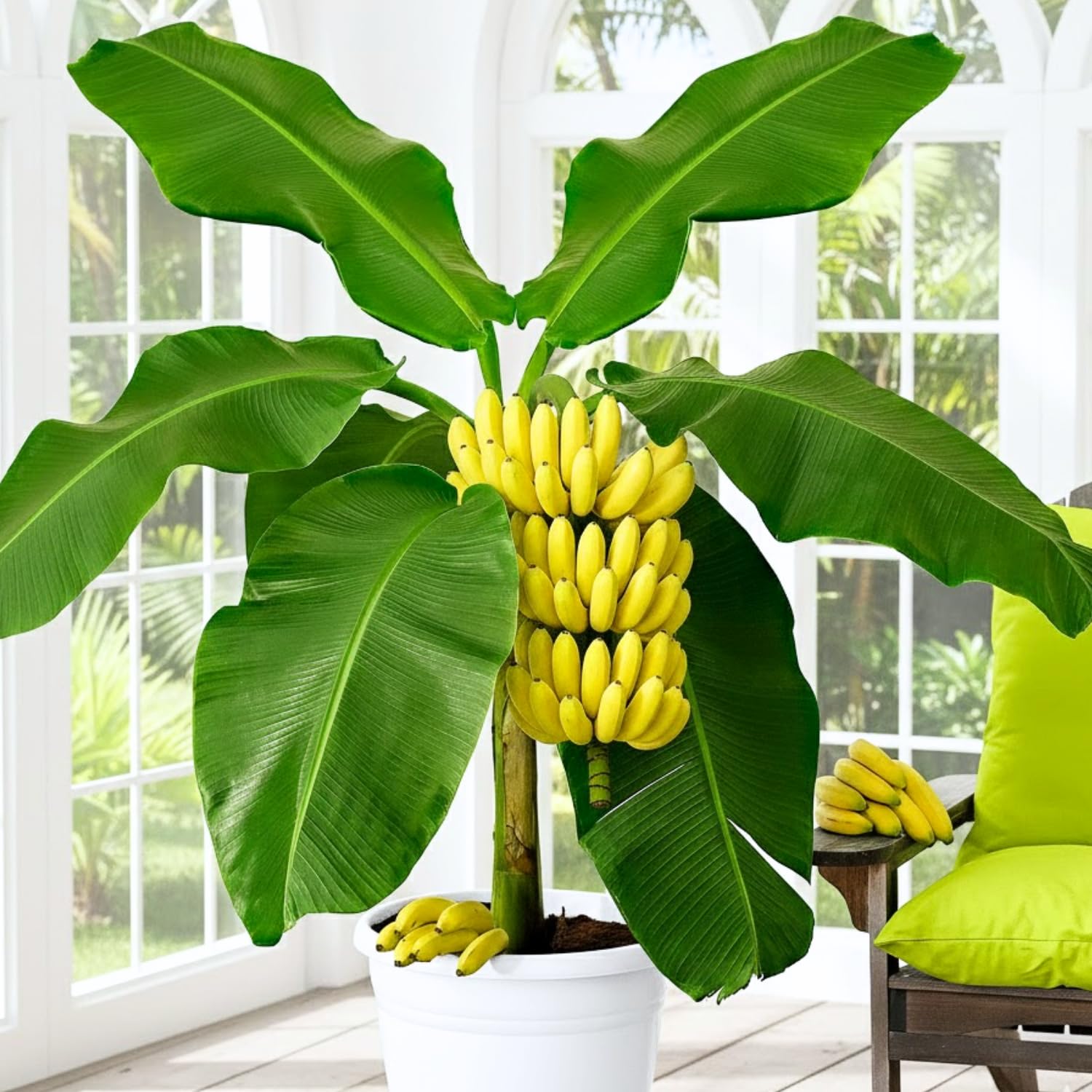 Basjoo Banana Tree Live Plant, Well Rooted 4-8" Tall, Cold Hardy Tropical Banana Plant Live Well Rooted, Live Banana Fruit
