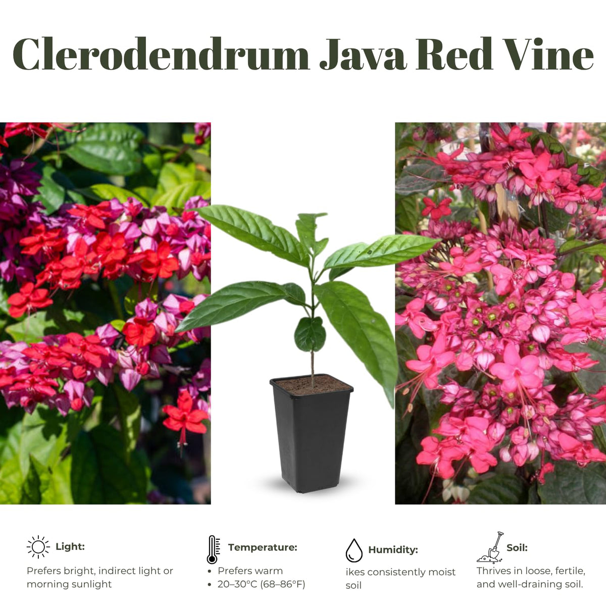4 Mixed Bleeding Heart Vines Plants Live, Red and White Color, Starter Size 4-6" in Tall, Indoor Outdoor Growing Clerodendrum Fragrant Tree