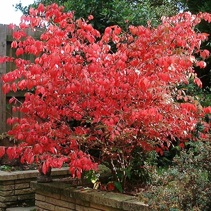 5-Pack Dwarf Burning Bush Bare Root Plants, 4-9" Tall, Hardy Ornamental Shrub, Compact Landscaping Garden