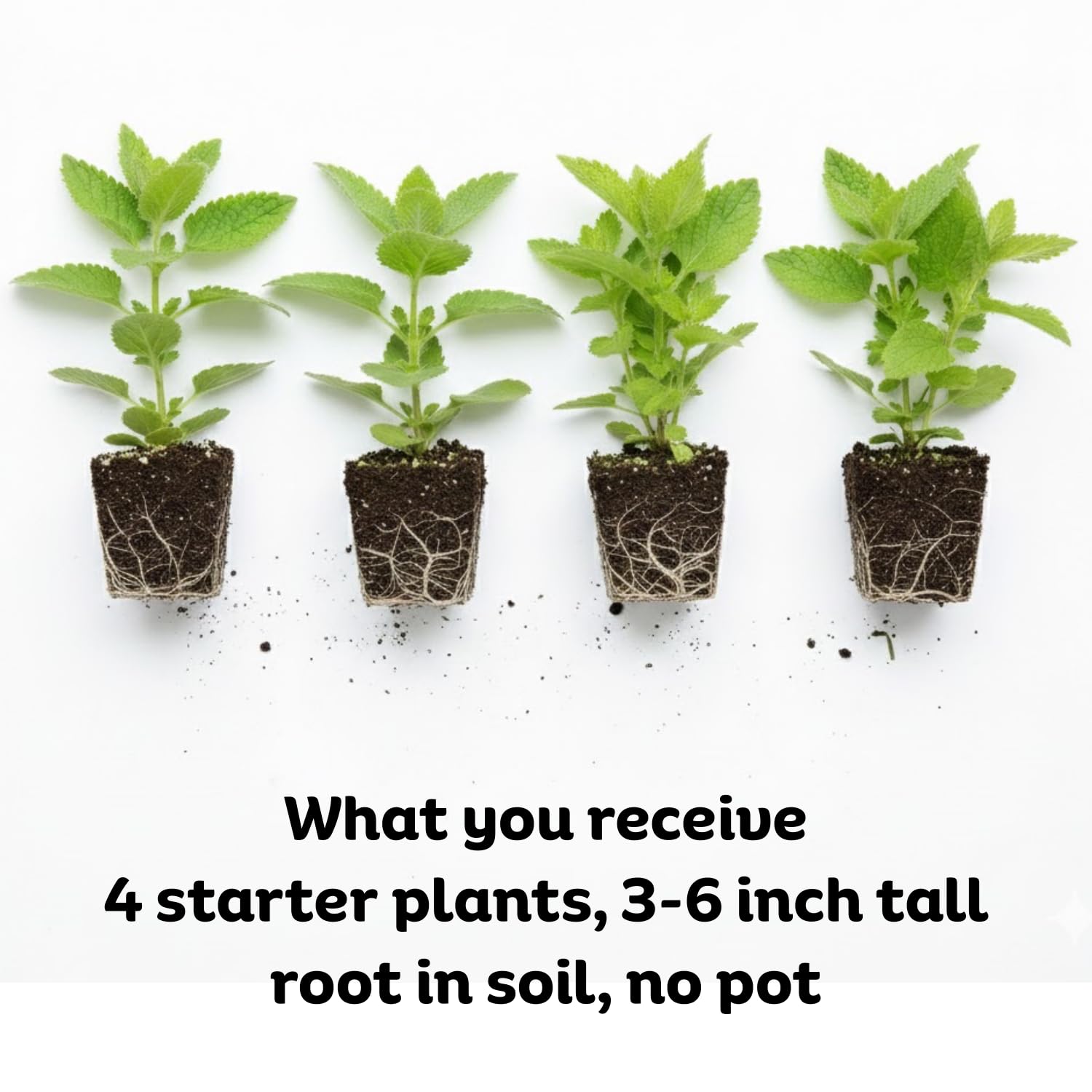 4 Live Catnip Plants, Catnip Mint Plants for Home Garden, Containers Growing, Size 3 to 6 Inch Starter Plants, No Pot, Well Rooted