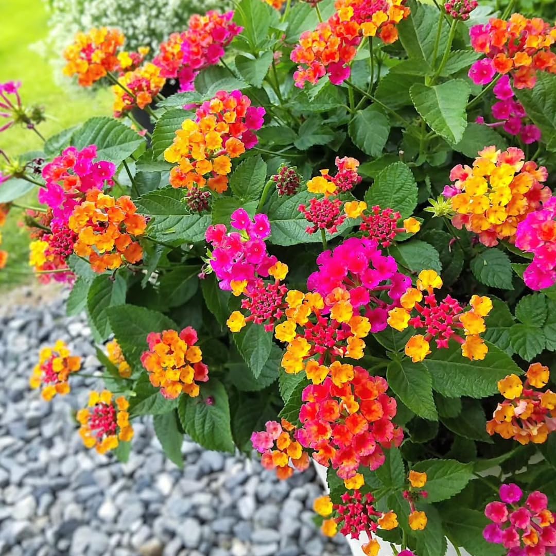 Set of 4 Multicolor Lantana Plants Live, 4-8 Inch Tall Well-Rooted Trailing Lantana for Indoor and Outdoor Planting, Assorted Varieties