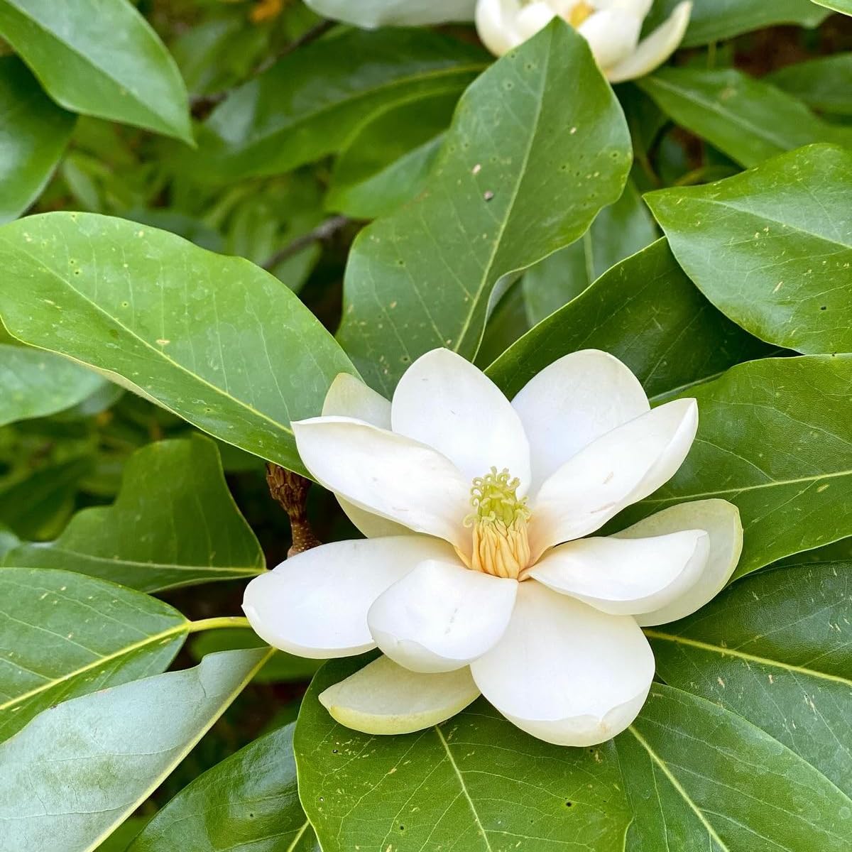 Sweetbay Magnolia Tree, 6-12 Inch Magnolia Trees Live Plants for Planting Outdoor, 4 Inch Pot Fragrant White Flowers Plant, Dormant in Winter