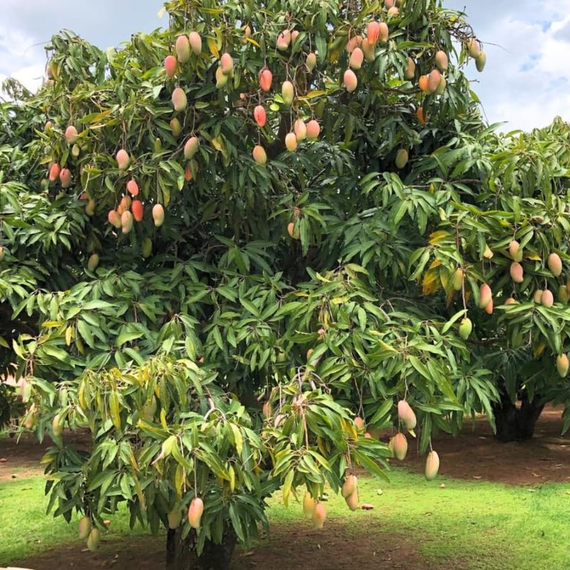 Mango Live Plant, Tropical Mango Fruit Tree Ready to Plant 2 to 3 Feet, Outdoor and Container Growing, No Shipping to CA