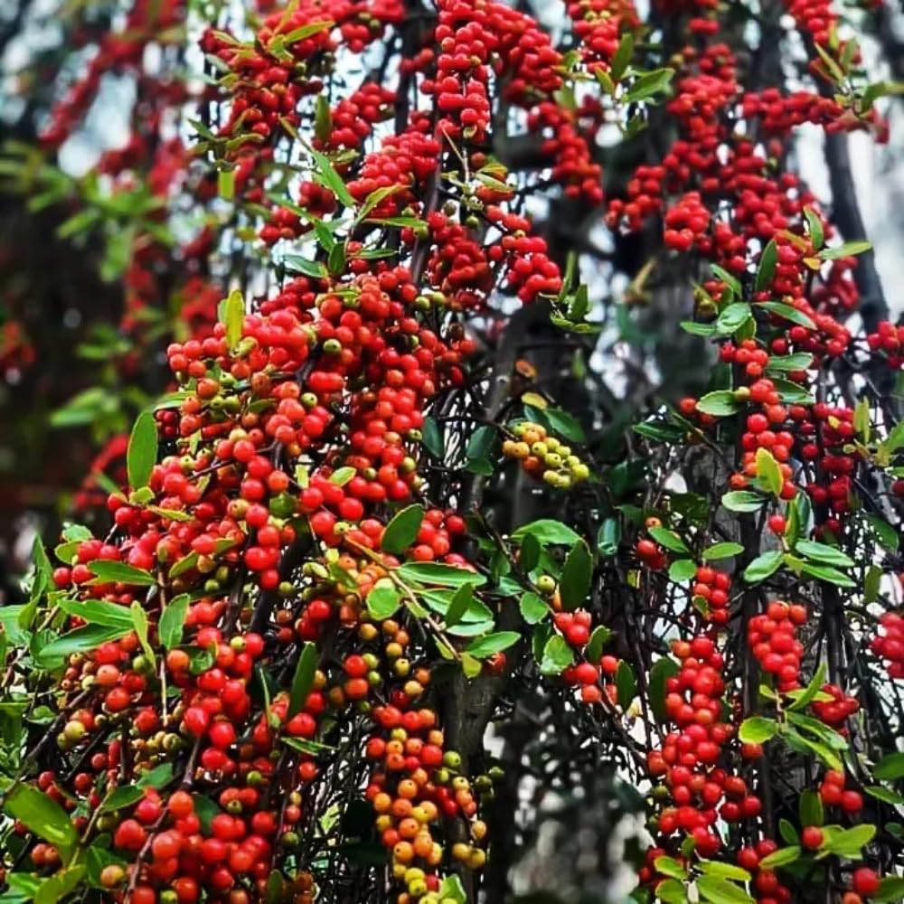 Weeping Yaupon Holly Live Plant, 4-8” Tall, Ornamental Holly Shrub for Landscaping