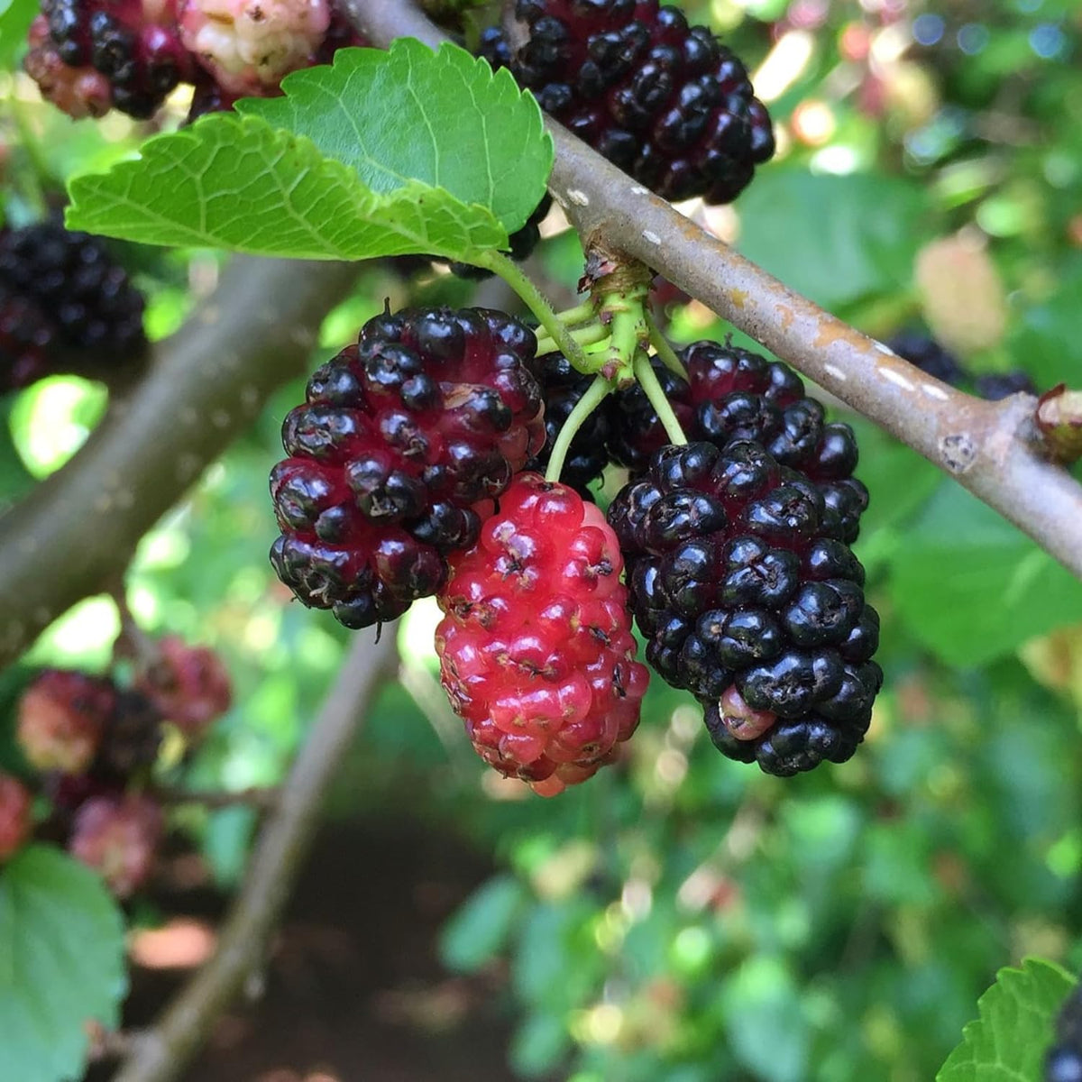 2-Pack Illinois Mulberry Plants Live, Mulberry Fruit Trees, Hardy Mulberry Trees Live Plants, Mulberry Seedlings, 5-9 Inch Tall