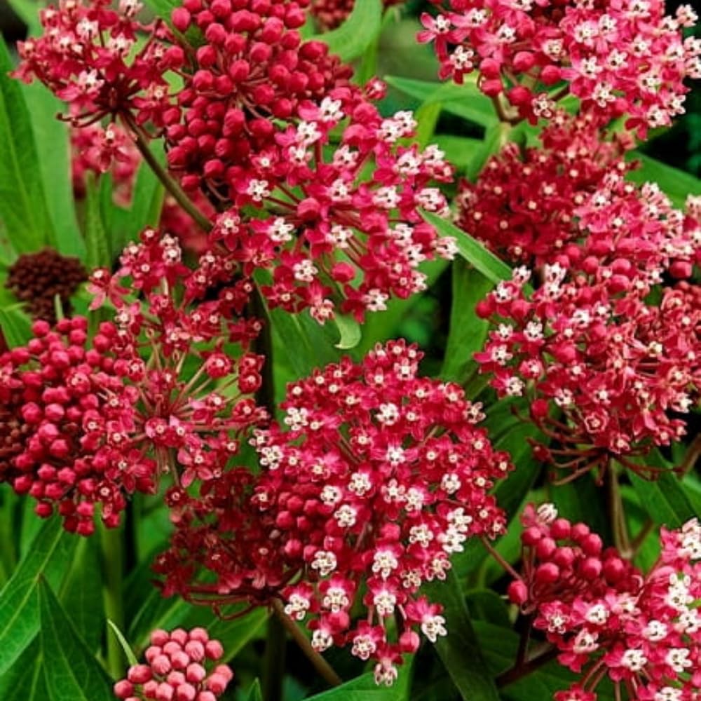 Pack 4 Butterfly Milkweed Plants Live, Milkweed Live Plants, 5-8" Height Asclepias Tuberosa Perennial Flowers Home Garden (Deep Red Milkweed)