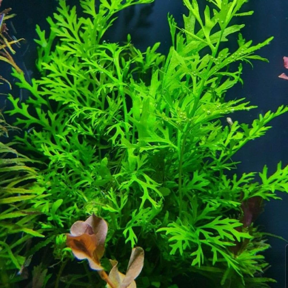 5-7 Water Wisteria Live Stem Plant 3-5" Tall