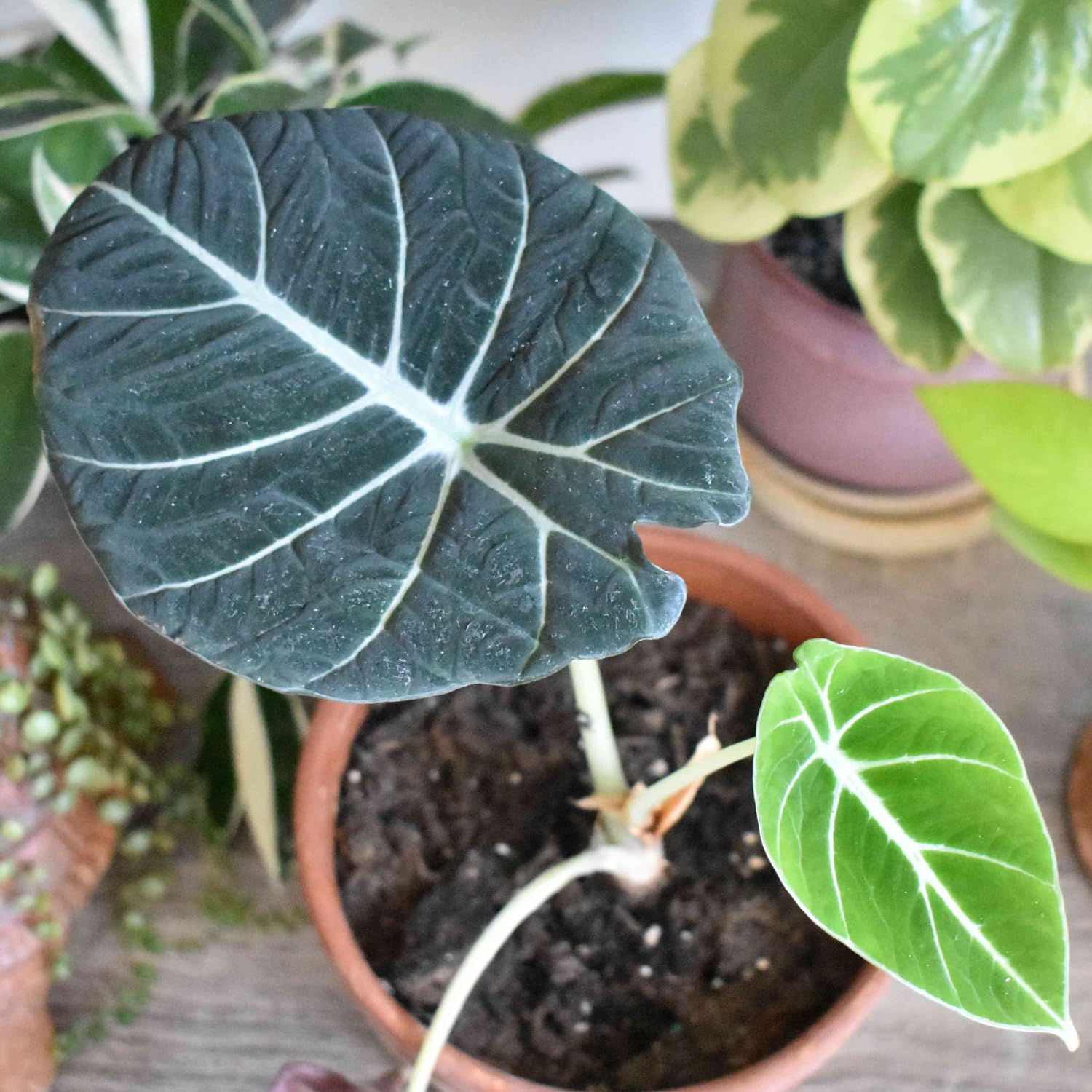 2 Alocasia Black Velvet Live Plants, Black Alocasia Live Plant Indoor Houseplant, Rare Alocasia Plant, No Pot
