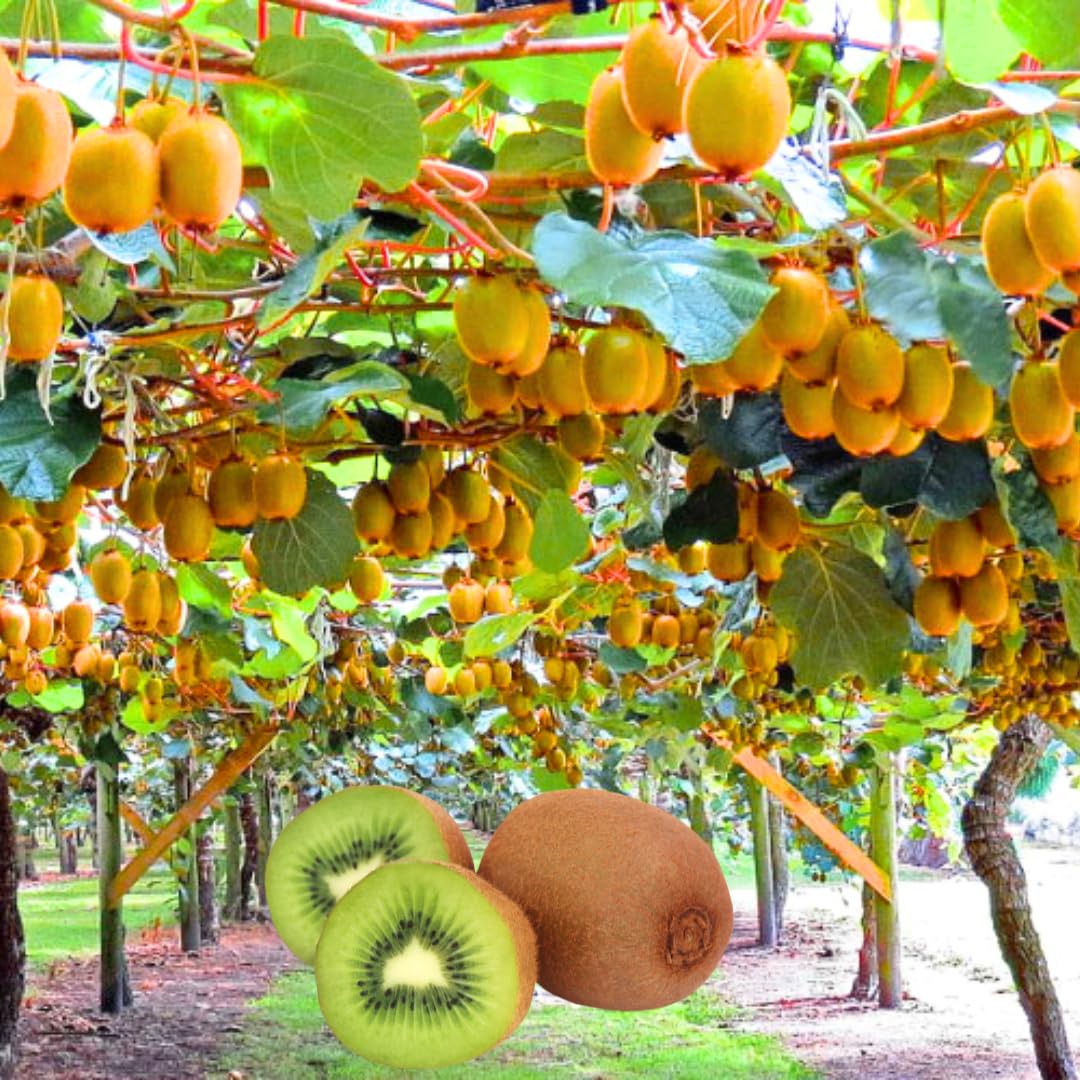 Sets 2 Kiwi Vines Trees Live Plants for Growing, High-Yielding Sweet and Hardy Tree, Starter Size, 4 to 6 Inches in Tall, No Pot