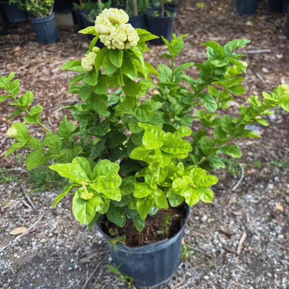 Grand Duke of Jasmine Plant Live, 3 Gallon Pot, Jasmine Live Plant, 2 Feet Tall, Flowering Fragrant Bush Garden