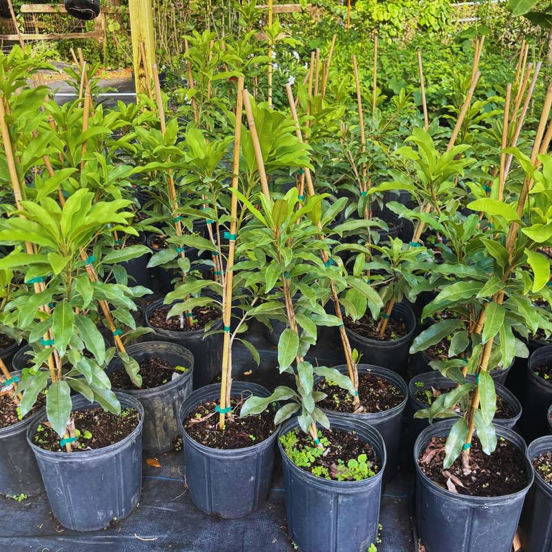 Sapodilla Tree, 3 Gallon Pot, 2 to 3 Ft Tall Sapodilla Fruit Plant for Planting Outdoors, No Ship to CA
