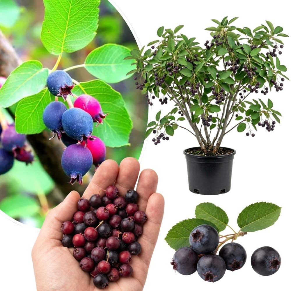 Live Serviceberry Fruit Tree, 6–12 Inch Tall