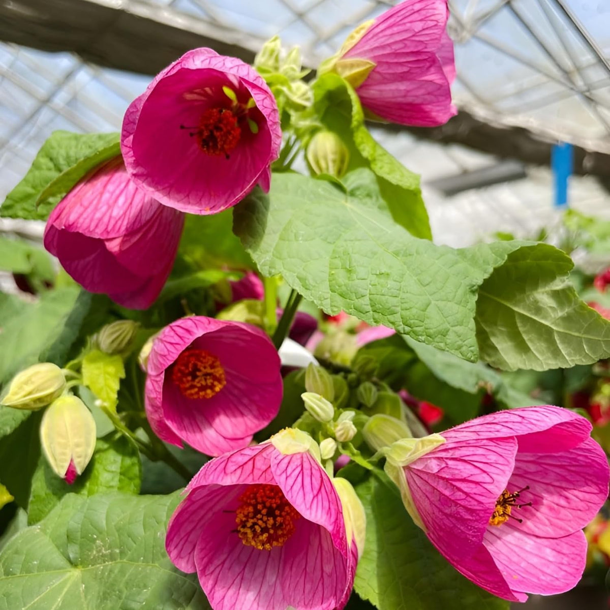 Pink Abutilon Plant Live, 5-9” Tall, Trailing Lantern Abutilon Flower Vine Home Garden