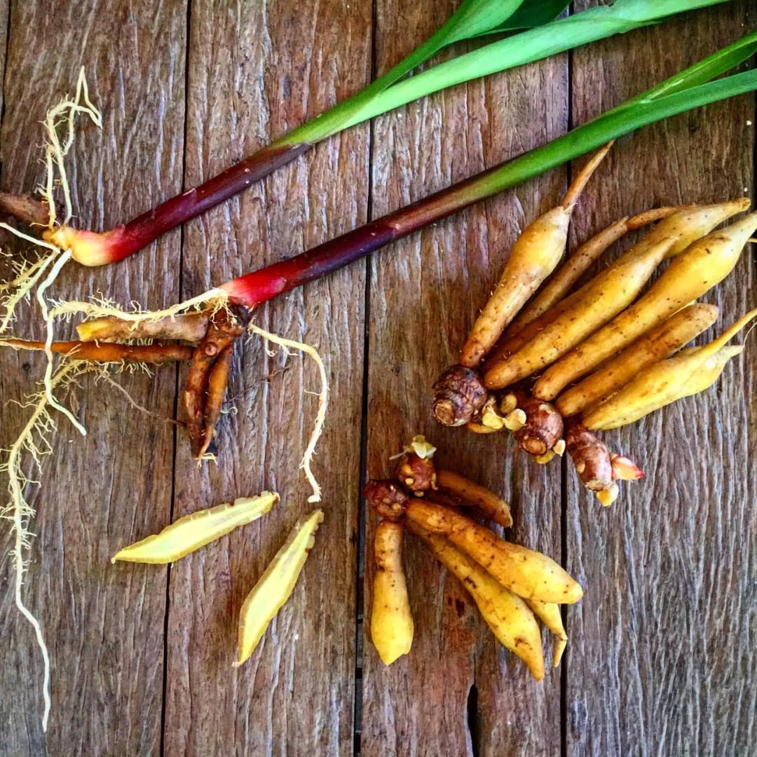 Finger Root Ginger Plant Tuber, Thai Ginger Tuber Roots for Growing Outdoor