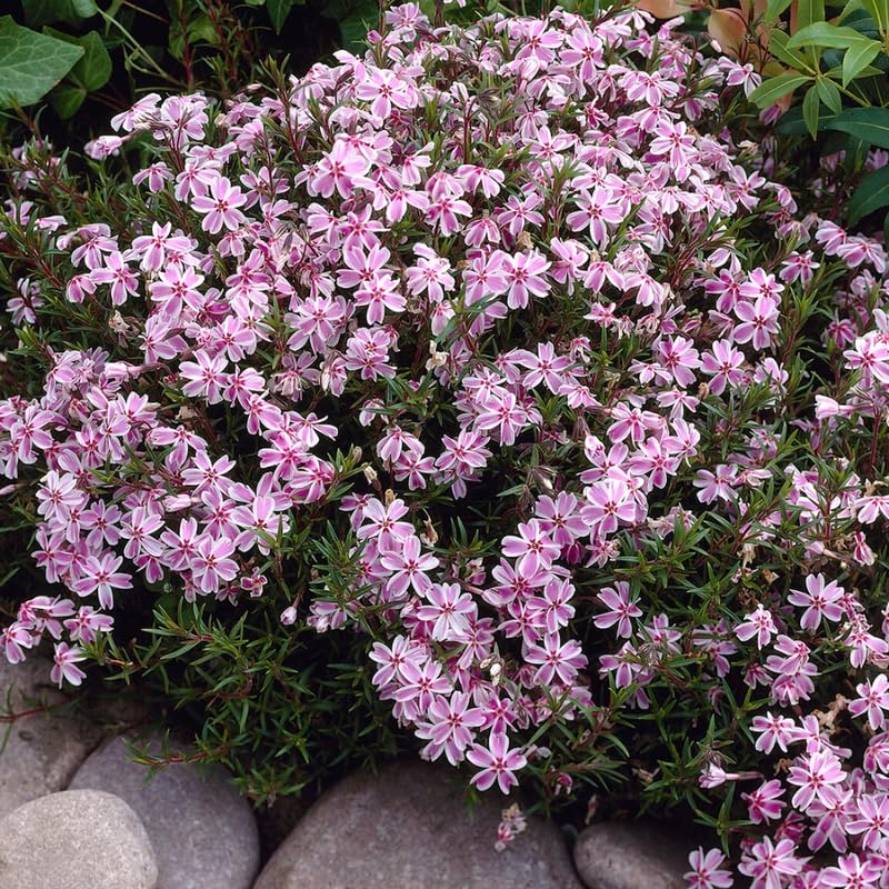 YOKEBOM Set 2 Stripe Creeping Phlox Plants, Hardy Perennial Phlox Flowers, Vibrant Ground Cover for Garden and Landscape, Ready to Grow Plugs 3-5 Inches