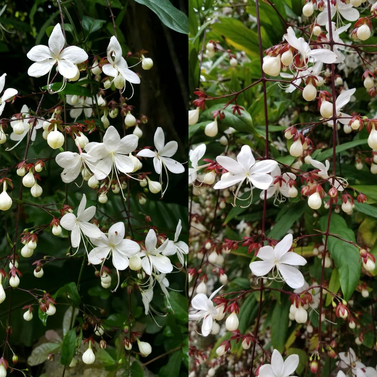 Clerodendrum Smithianum Plant, 1-2 Ft Tall, 3 Gallon Pot Fragrant Light Bulb Chain of Glory Flowers Vine Bush, Clerodendrum Plants, Well Rooted for Planting Outdoor