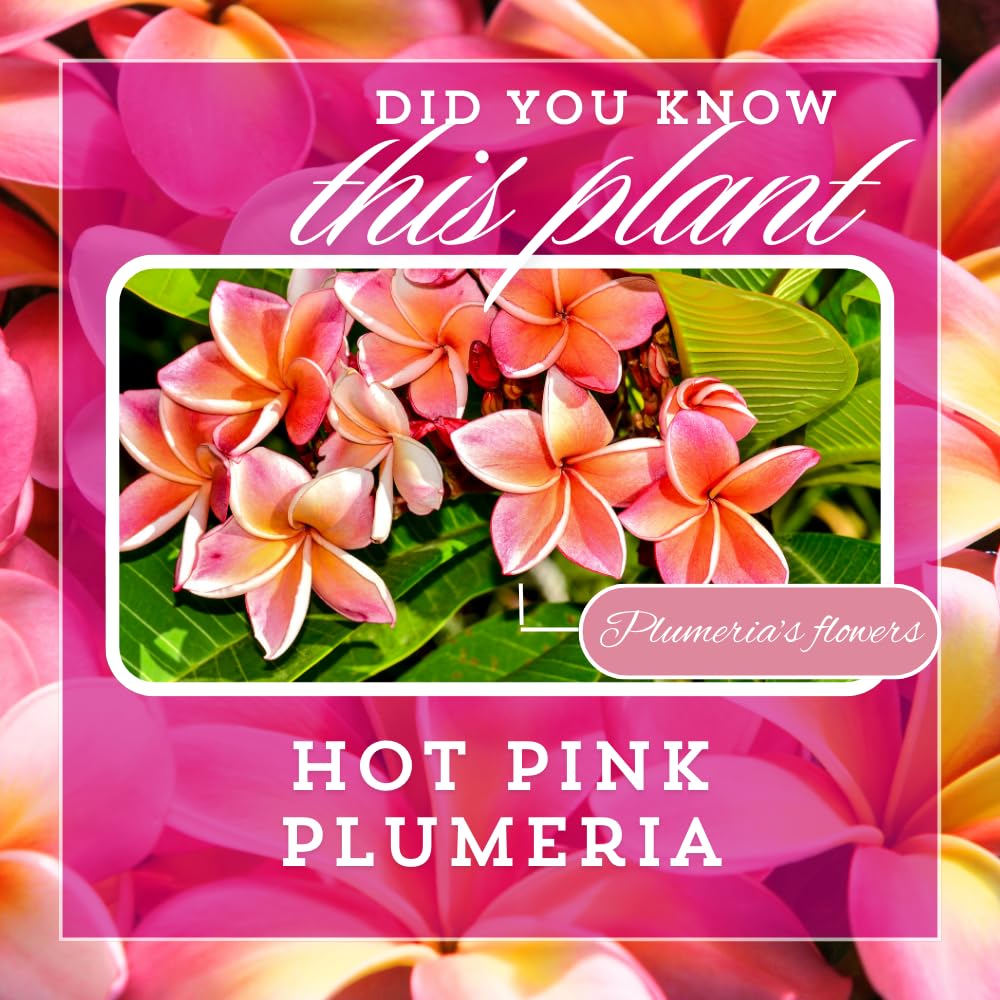 2 Pcs Hot Pink Plumeria Plant Cuttings, from 10 to 12 Inches Long, Fragrant Flowers for Long Lasting Bloom, Tropical Fragrant Tree