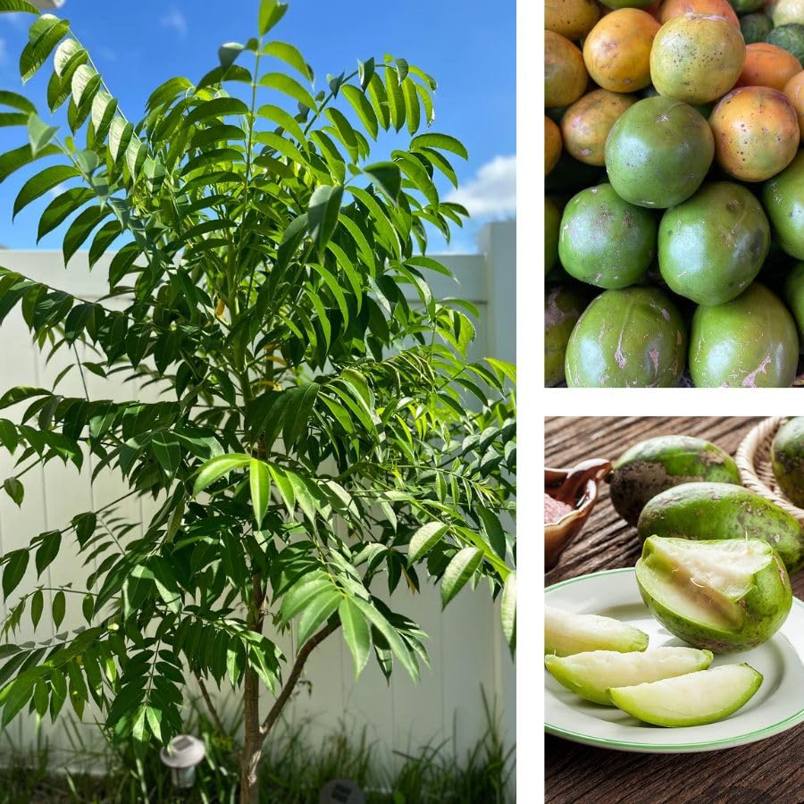 Tropical June Plum Fruit Tree 3 Gallon, June Plum Plant, Live Grafted Trees for Planting Outdoor Your Garden, Ready to Fruit