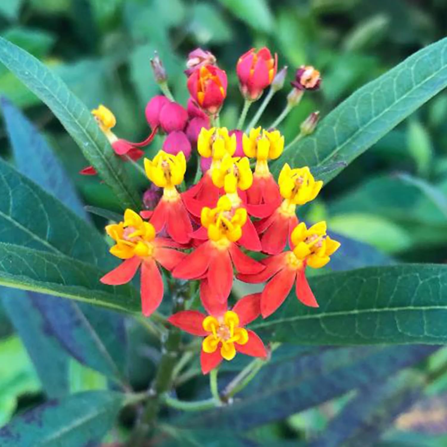 2 Butterfly Milkweed Plants Live, Tropical Milkweed Live Plants, Asclepias Tuberosa Plants, 4-9" Height for Outdoor Planting (Tropical Red Milkweed)